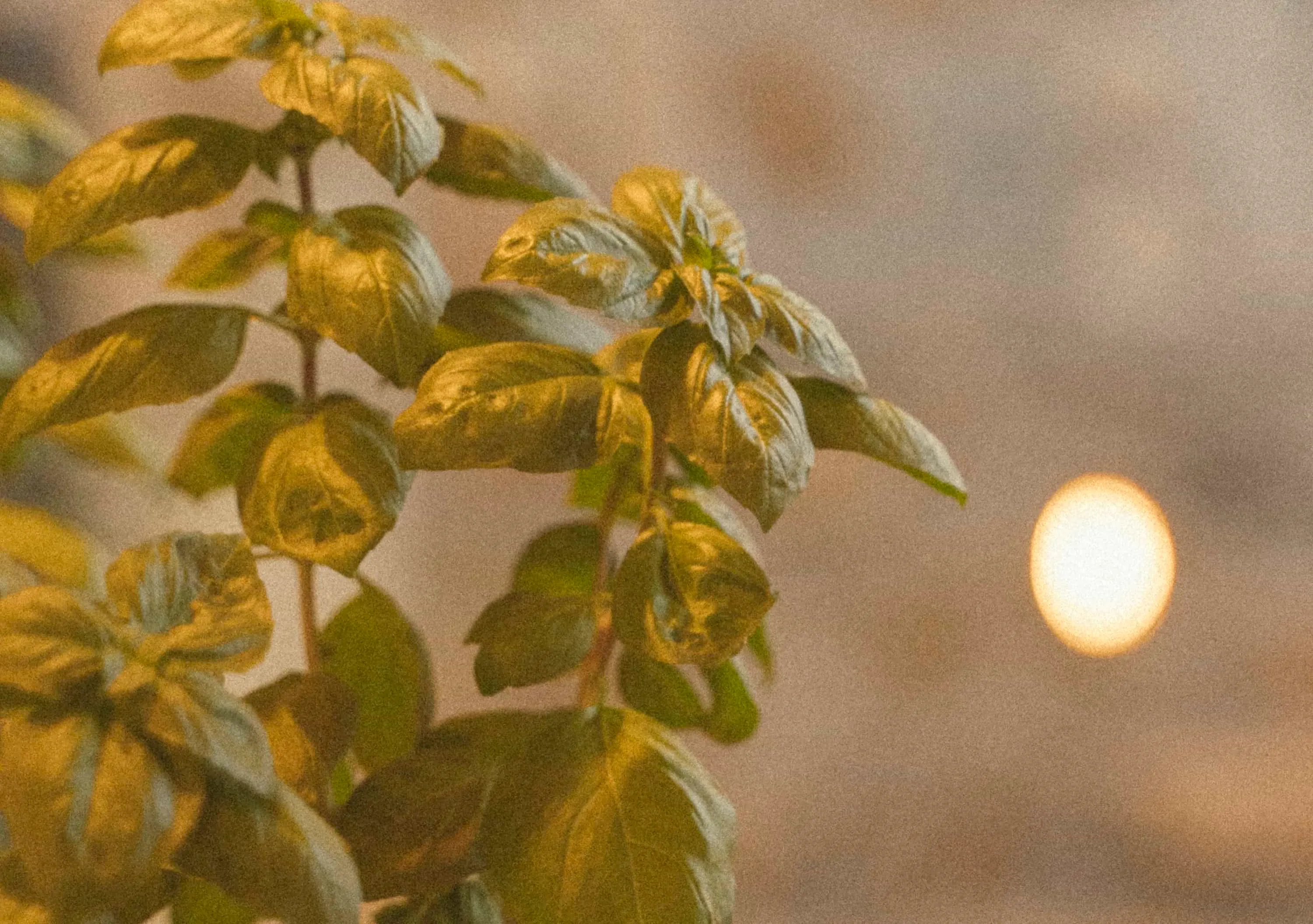 Chef Gian Luca and Bandanna Mykonos story